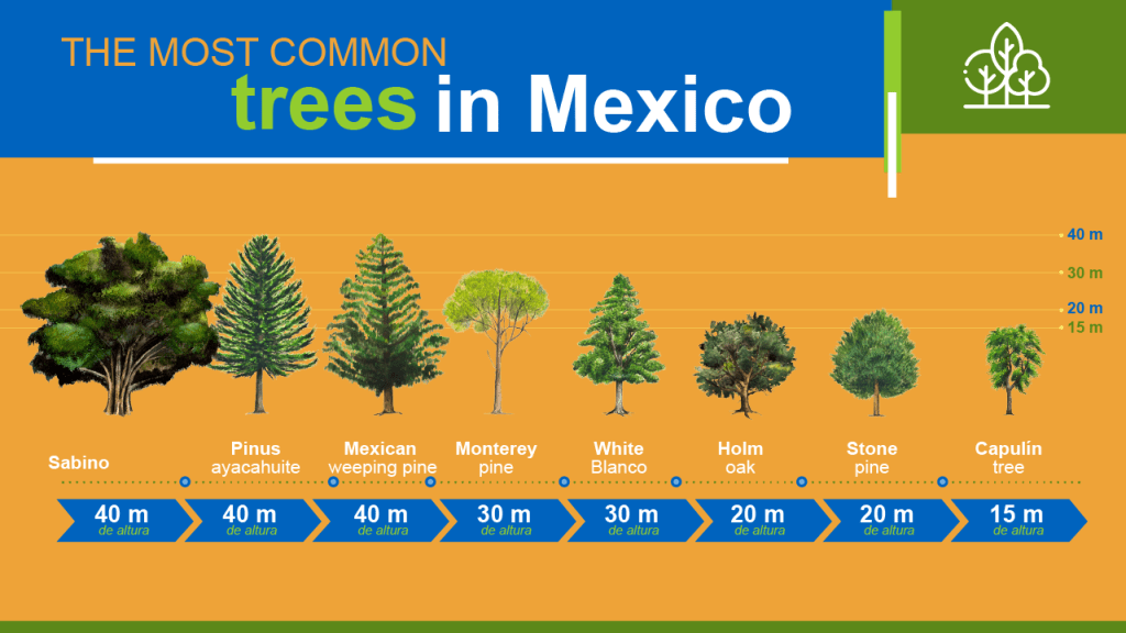 Reforestation days: more trees for Mexico | Iberdrola México